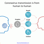 Coronavirus_transmission_diagram